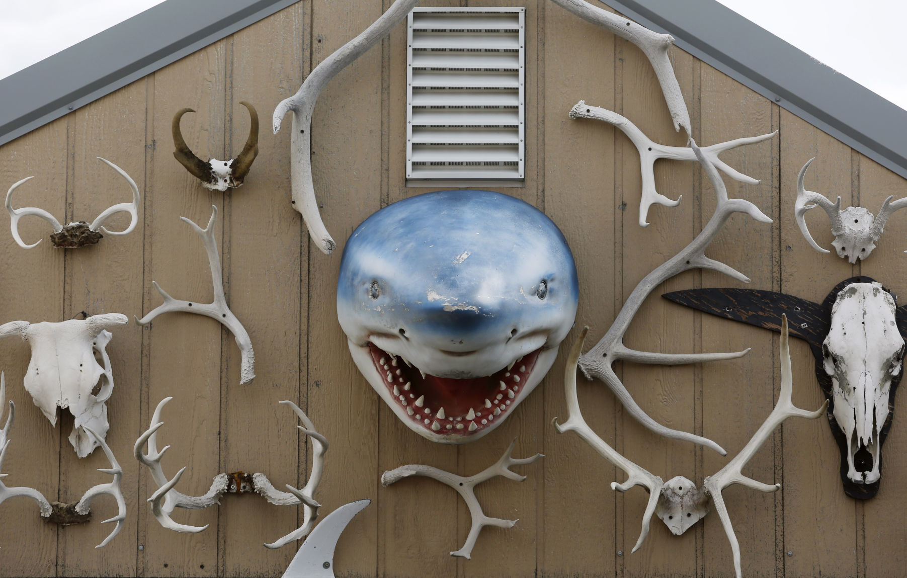 You take taxidermy to the extreme